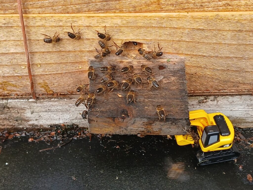 Irish black bees at a Warré hive entrance, Boglands Bees
