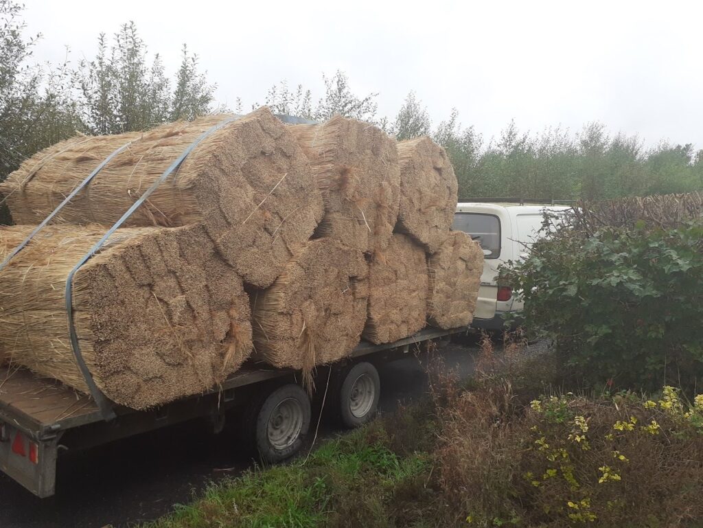 Water reed bundles from Thatching Tools Ireland