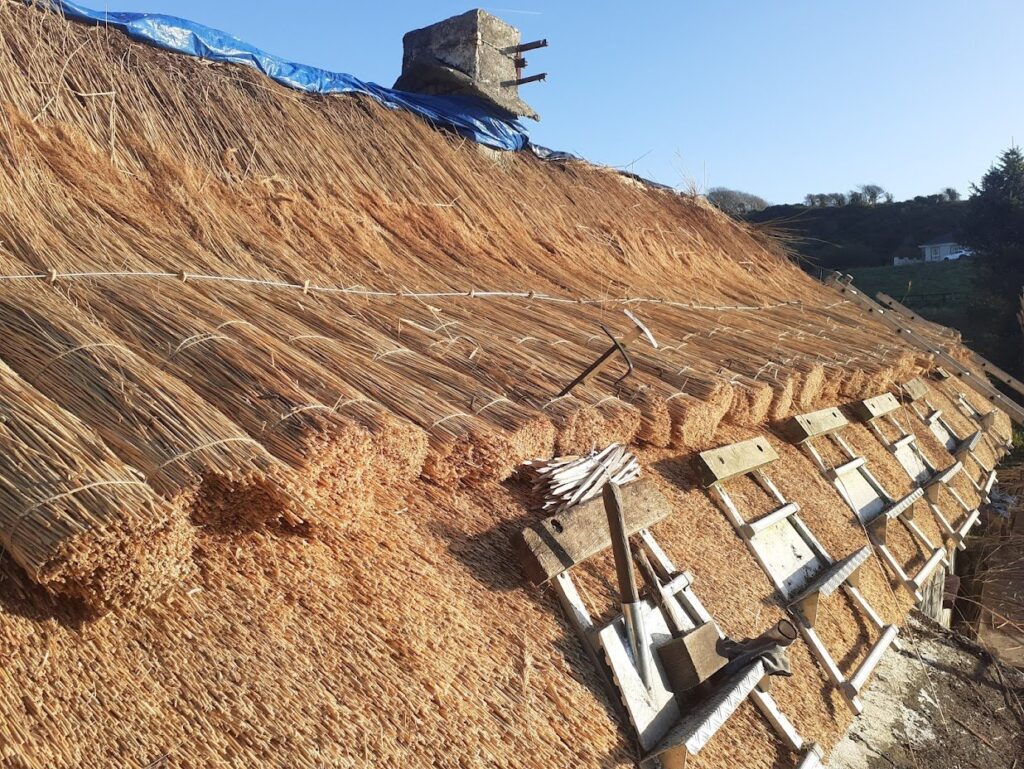 Water reed bundles ready to dress, traditional thatching in Ireland